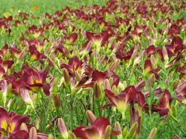Daylily Red - Bulk Landscaping
